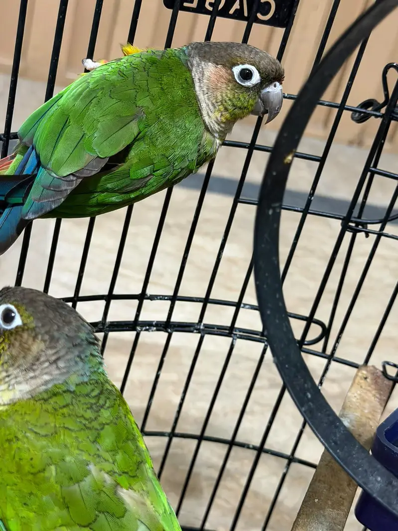 Pineapple Conure Birds Pair — photo 6