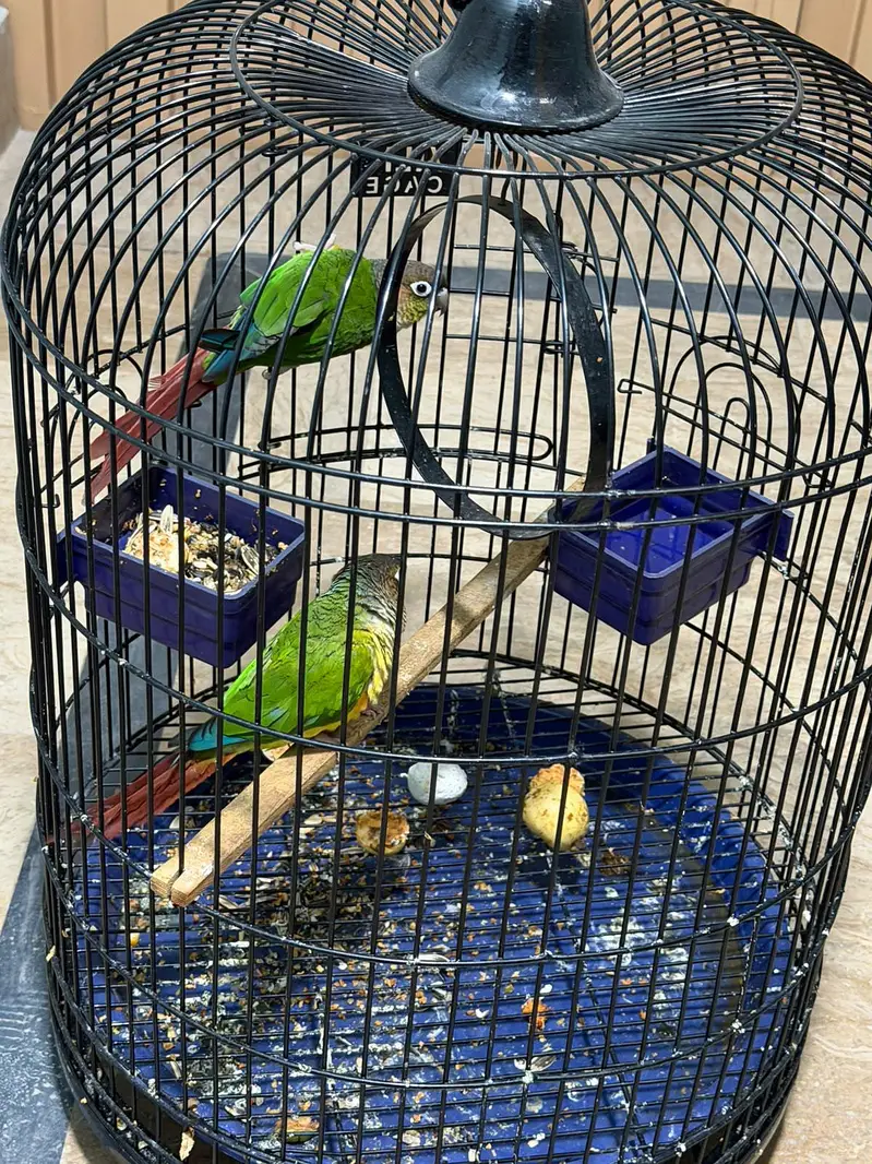 Pineapple Conure Birds Pair — photo 7