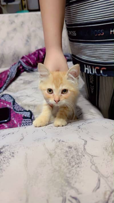 Adorable 3-Month-Old Persian Plus Long Hair Kittens (Pair)