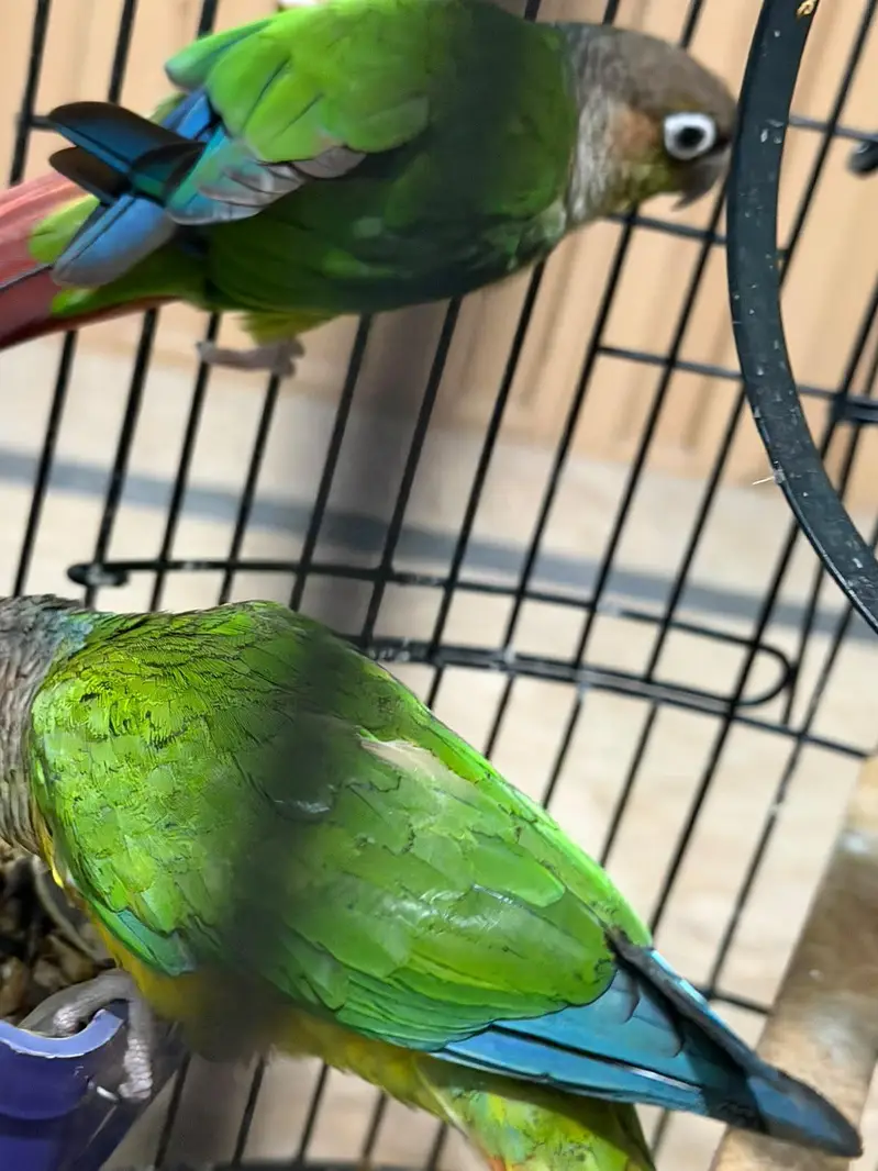 Pineapple Conure Birds Pair — photo 8