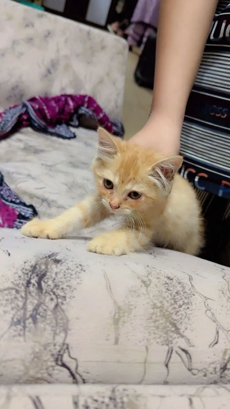 Adorable Persian Plus Long Cat, Healthy & Playful — photo 4