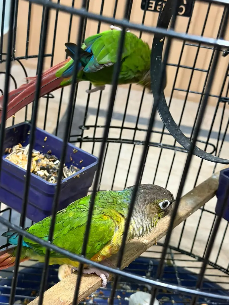 Pineapple Conure Birds Pair — photo 9