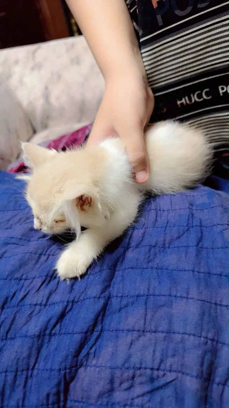 Adorable Persian Plus Long Cat, Healthy & Playful — photo 5