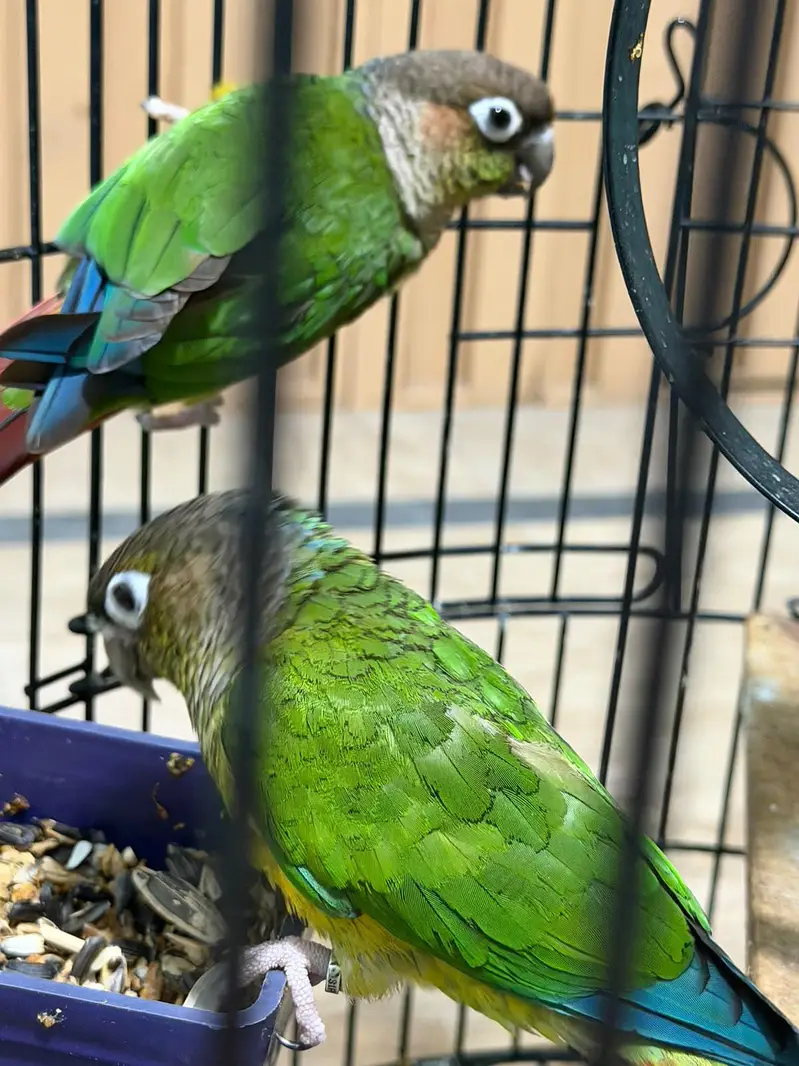 Pineapple Conure Birds Pair — photo 10