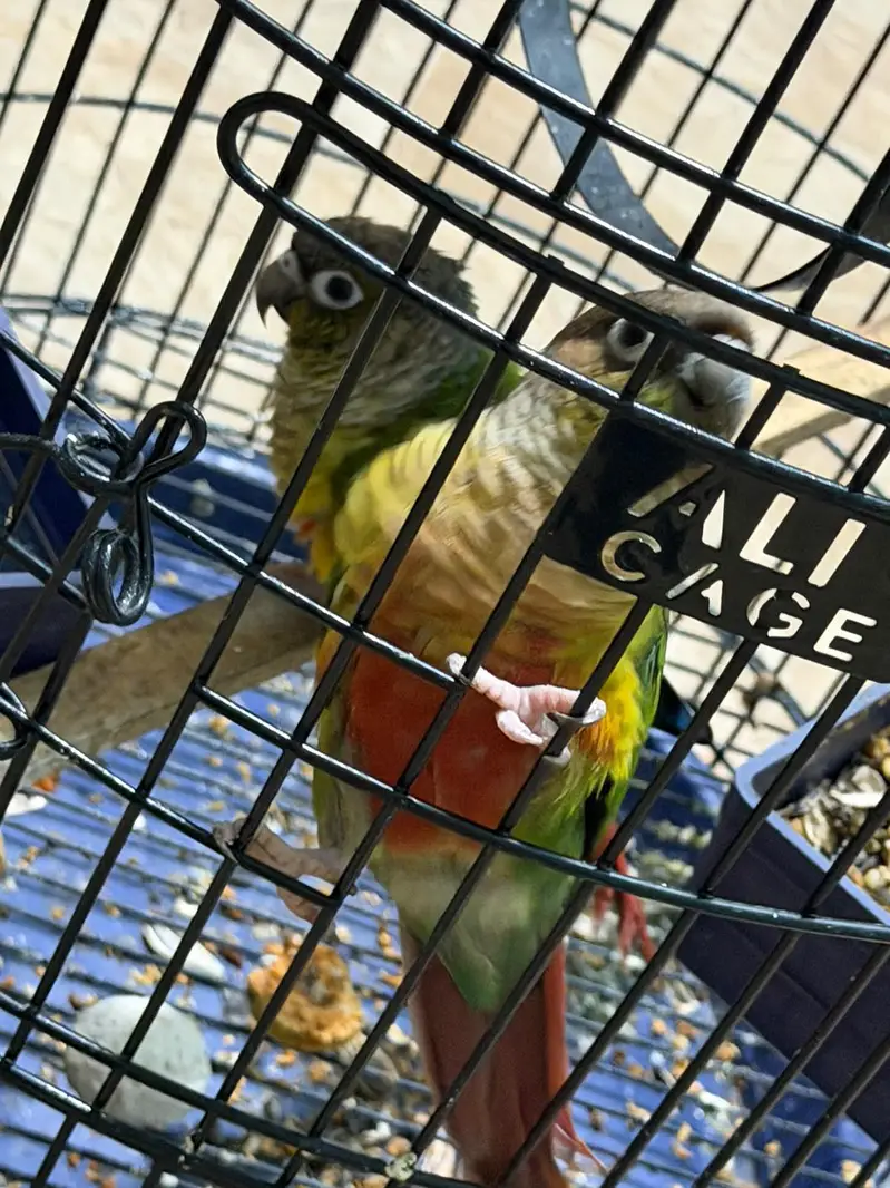 Pineapple Conure Birds Pair — photo 11