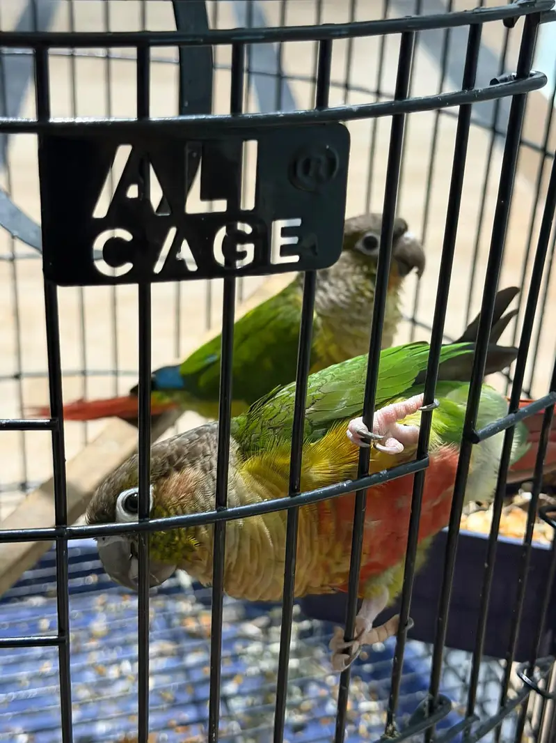 Pineapple Conure Birds Pair — photo 12