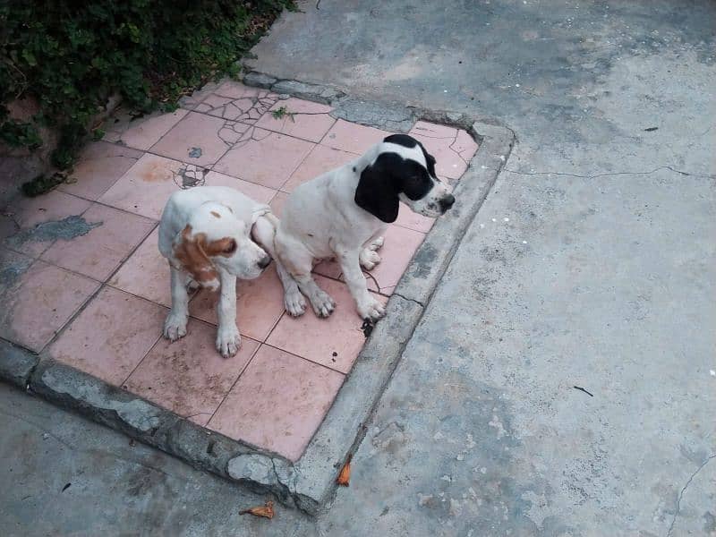 English Pointer 0