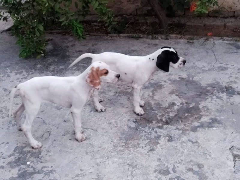English Pointer 1