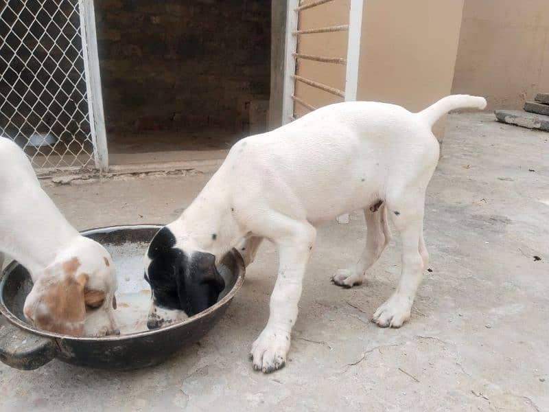 English Pointer 2