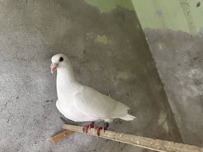 Qasid pigeon Kabooter /قاصد کبوتر