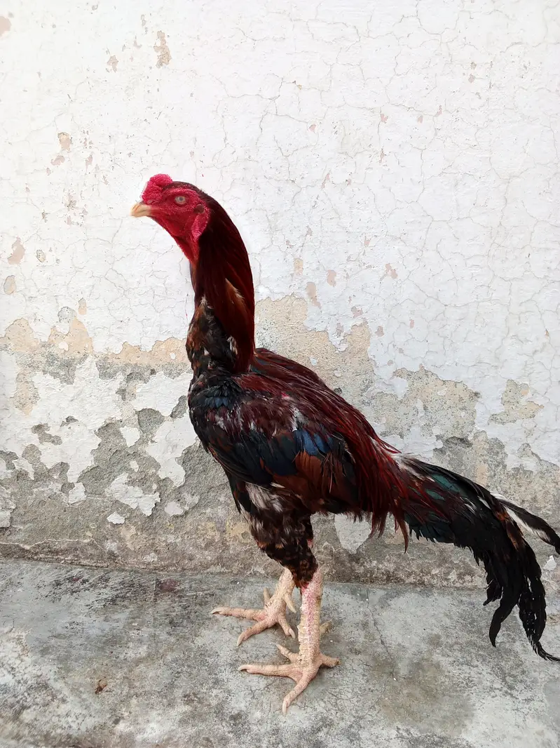 Aseel murga — photo 2