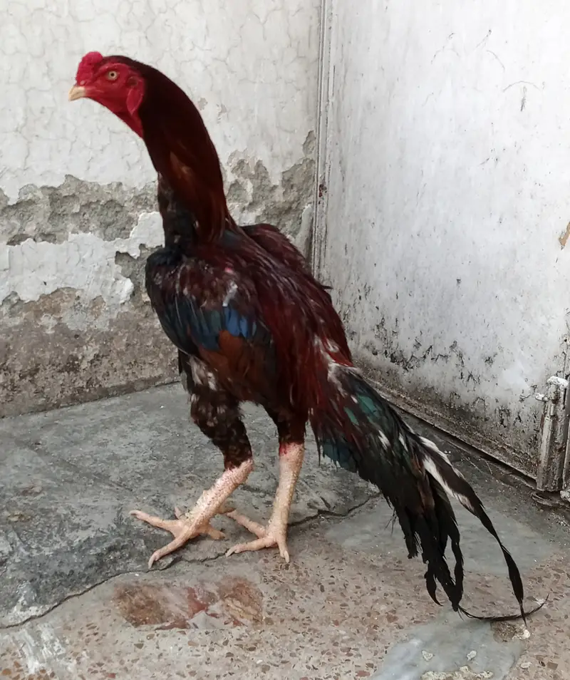 Aseel murga — photo 3