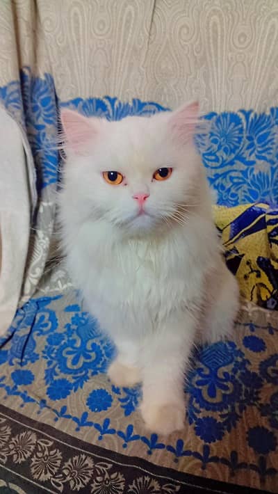 persain cat price 12,000