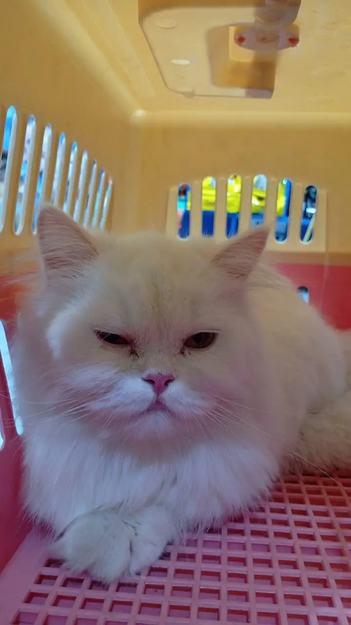 persain cat price 12,000 — photo 2