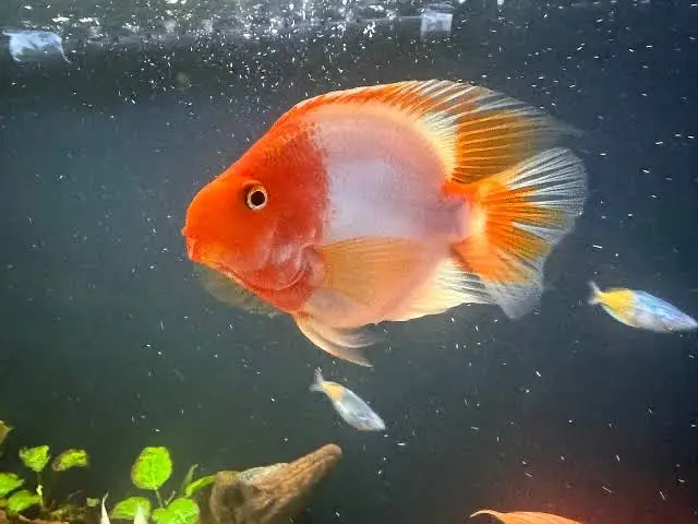 Red mammon parrot 8 inch, albino arowana, alligator gar , — photo 3