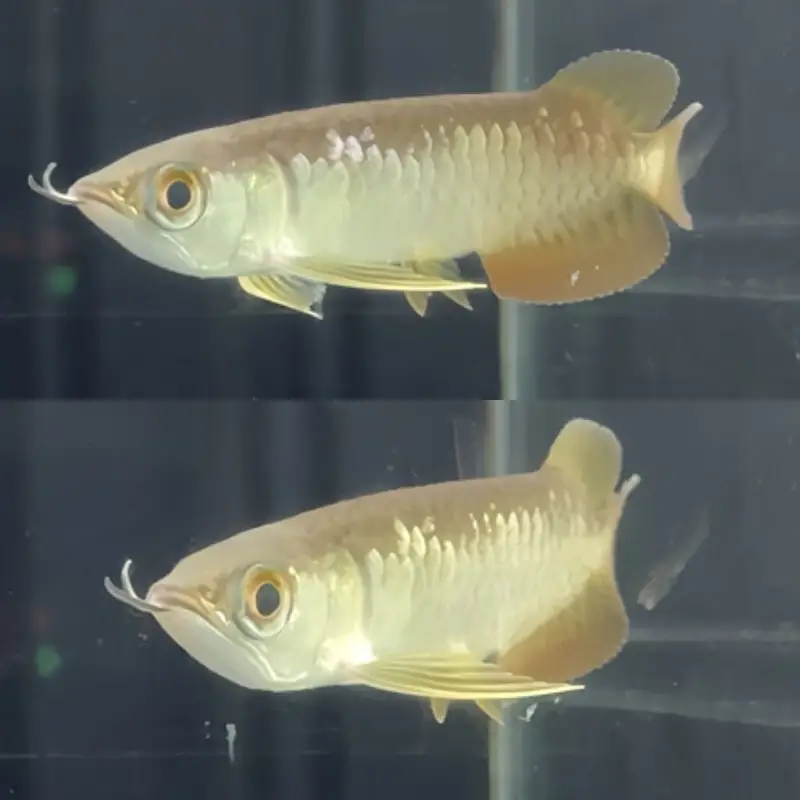 Red mammon parrot 8 inch, albino arowana, alligator gar , — photo 5