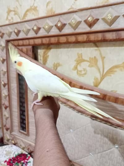 Hand tame friendly Cream red eyes cocktail parrots