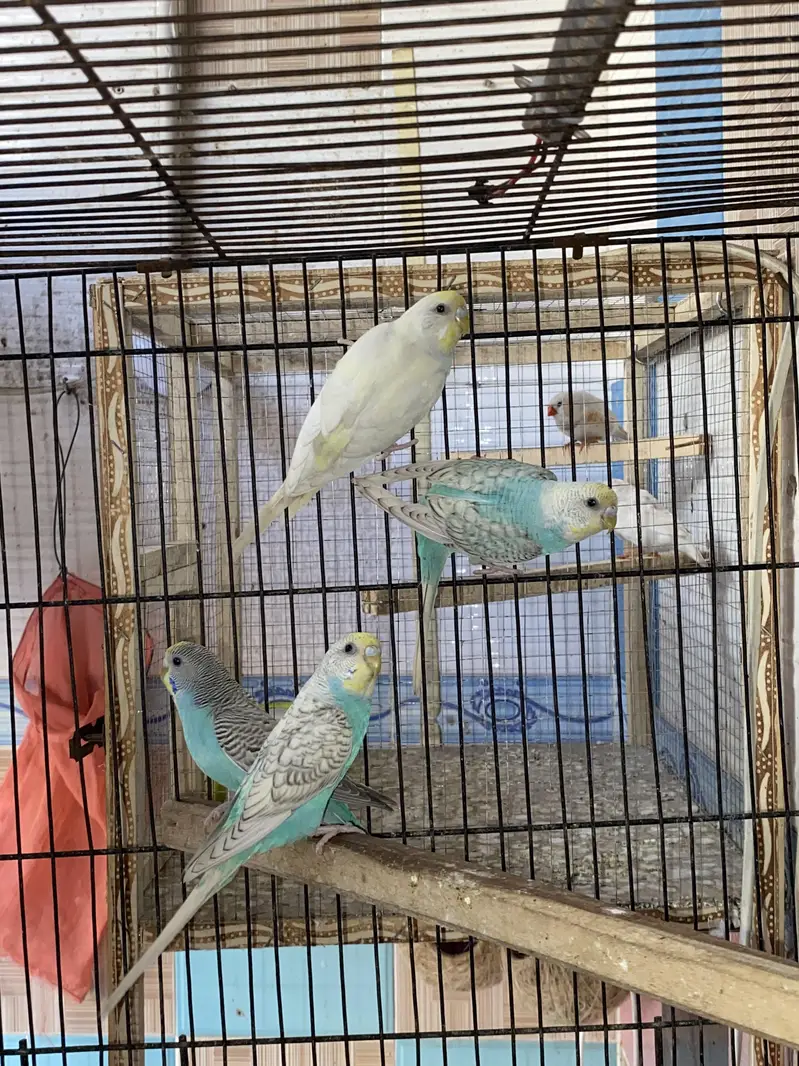 3 Ready To Breed Golden face Spangles Budgies — photo 2