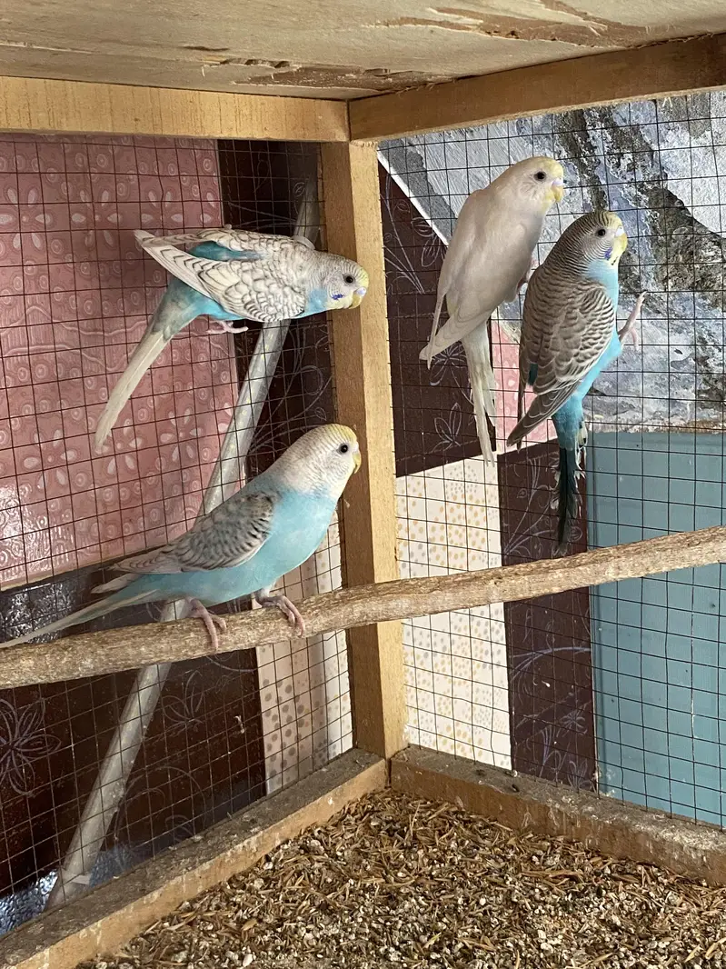 3 Ready To Breed Golden face Spangles Budgies — photo 3