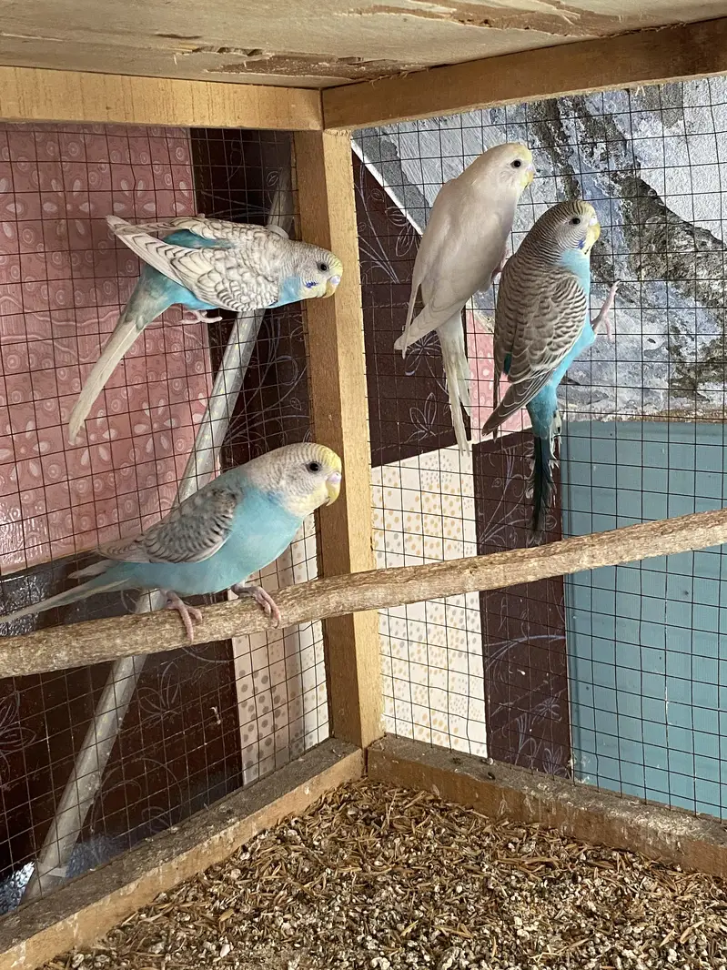 3 Ready To Breed Golden face Spangles Budgies — photo 4