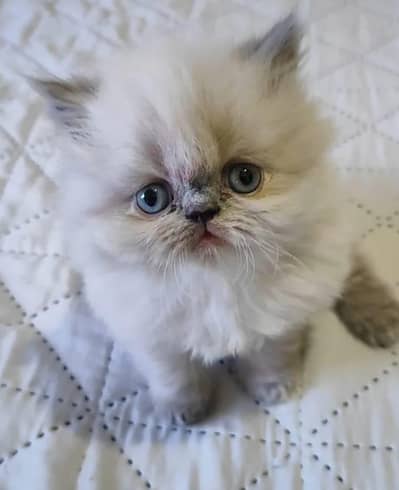 Persian & Himalayan kittens