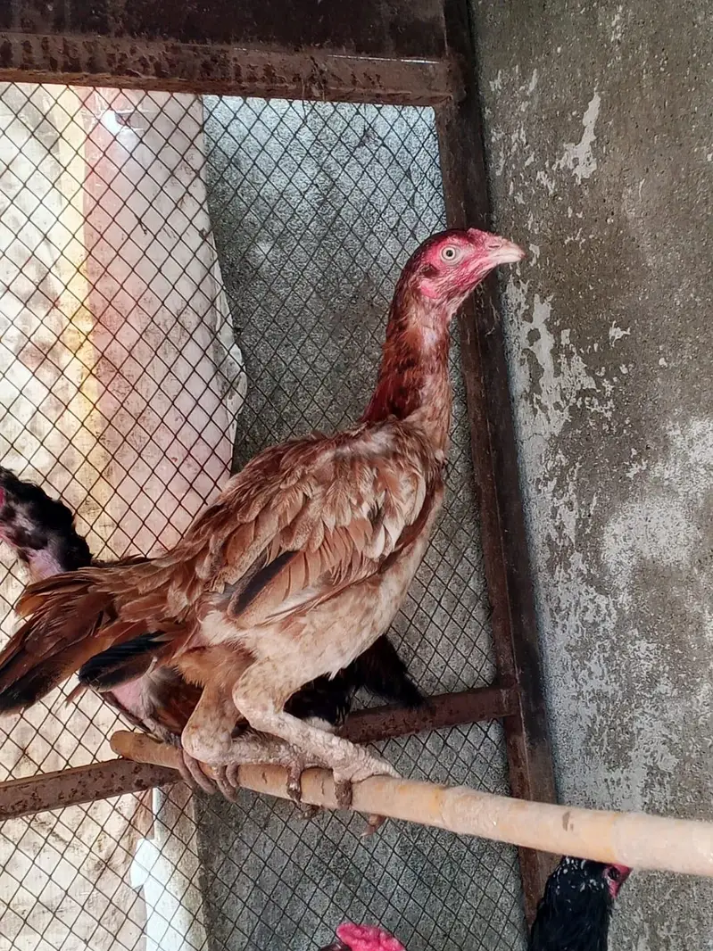 3 mianwali murgia pathay and cage for sale — photo 2