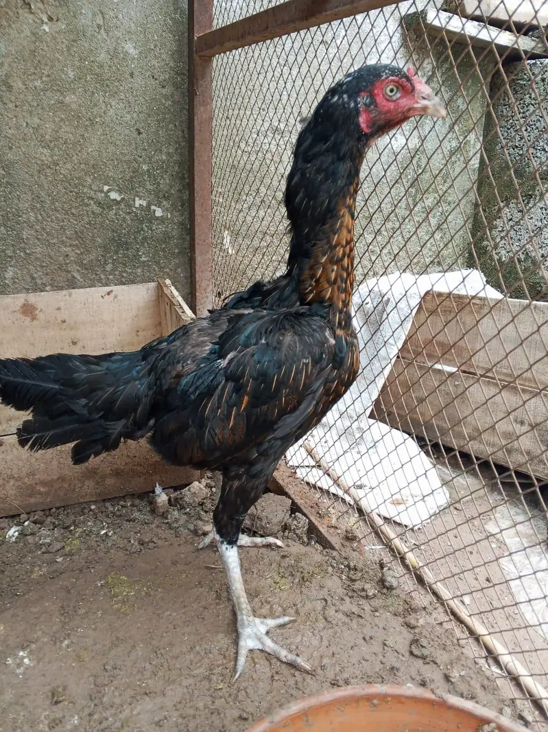 3 mianwali murgia pathay and cage for sale — photo 4