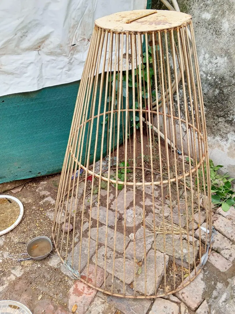 3 mianwali murgia pathay and cage for sale — photo 6