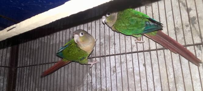 pineapple kanur conferm breeding pair