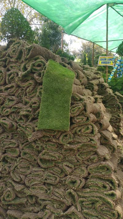 Natural Grass | Korean Grass | Fine Dhaka Grass | Artificial Grass