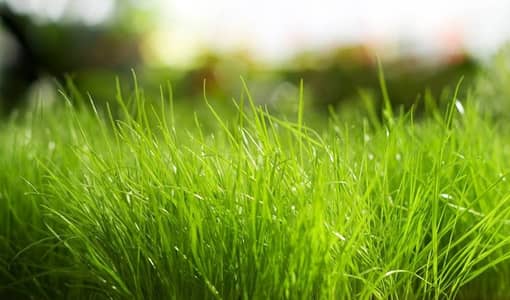 Natural Grass | Korean Grass | Fine Dhaka Grass | Artificial Grass