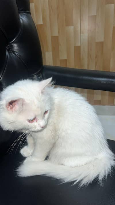 Persian cat White