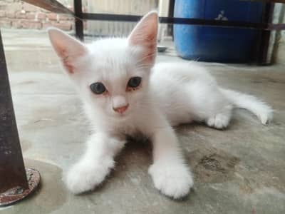 white persian | Female | Trained for washroom