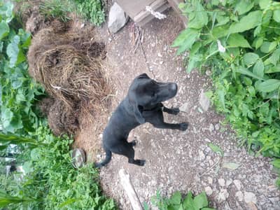 English Libra pointer