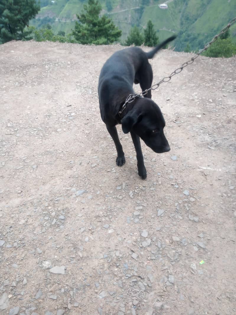 English Libra pointer 1