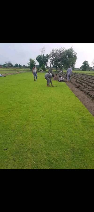 Fine Dhaka Grass | Natural Grass | Korean Grass | Artificial Grass