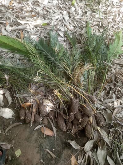 kangi palm child
