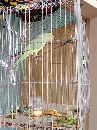 parrot