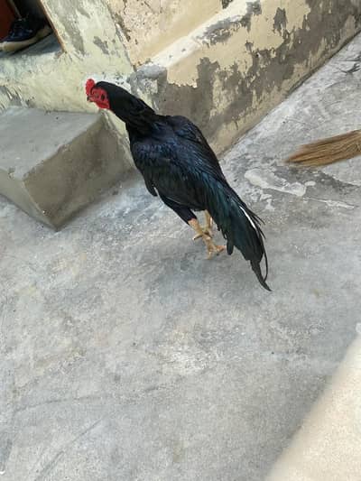 black assel mushka for sale