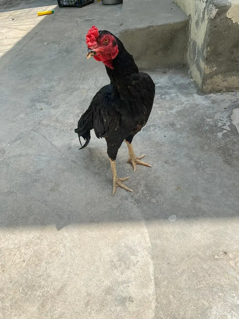 black assel mushka for sale — photo 4
