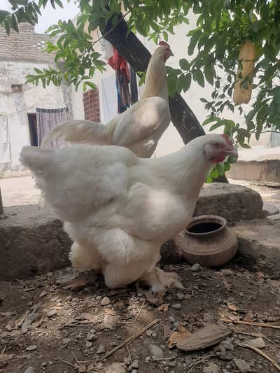White Buff trio set for sale | hens for sale | Murgha