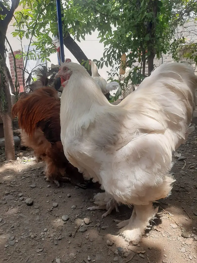 White Buff trio set for sale | hens for sale | Murgha — photo 2