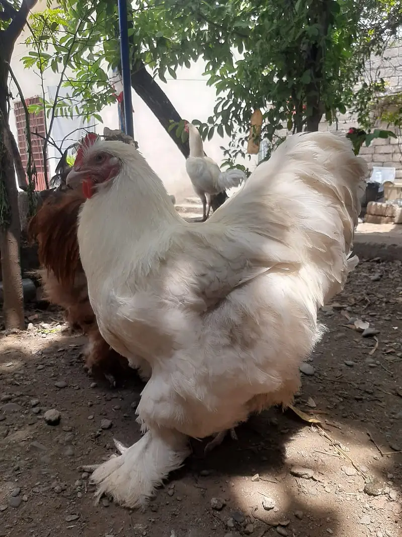 White Buff trio set for sale | hens for sale | Murgha — photo 3