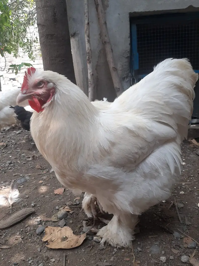 White Buff trio set for sale | hens for sale | Murgha — photo 4