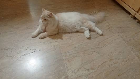 Breed: Persian (Doll Face)