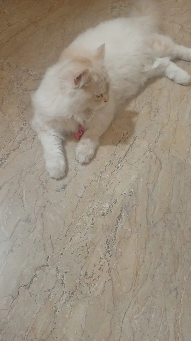 Breed: Persian (Doll Face) — photo 2