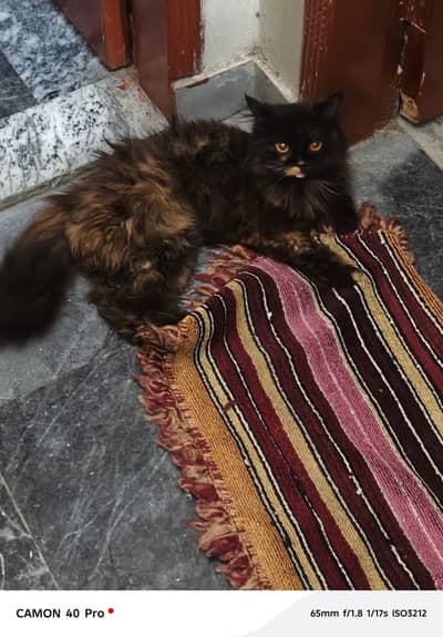Persian cat ha 1.5year ki colour brown black
