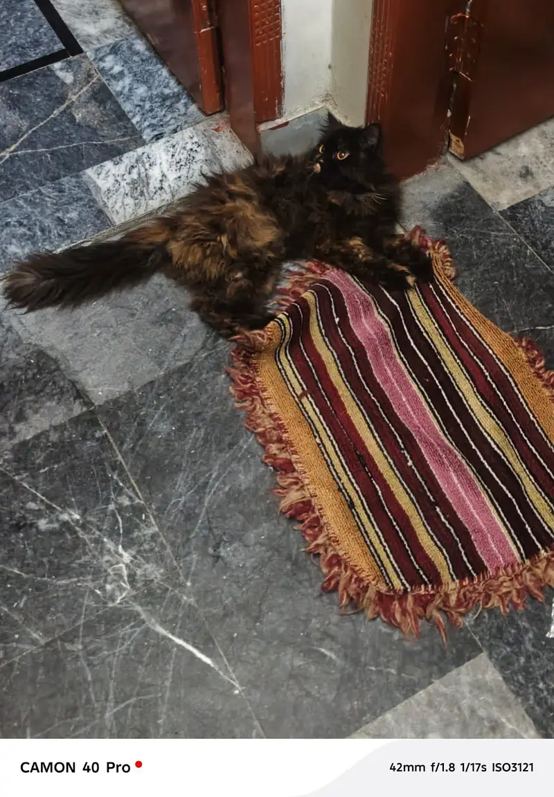 Persian cat ha 1.5year ki colour brown black — photo 2