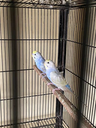Rainbow first bread pair available for sale