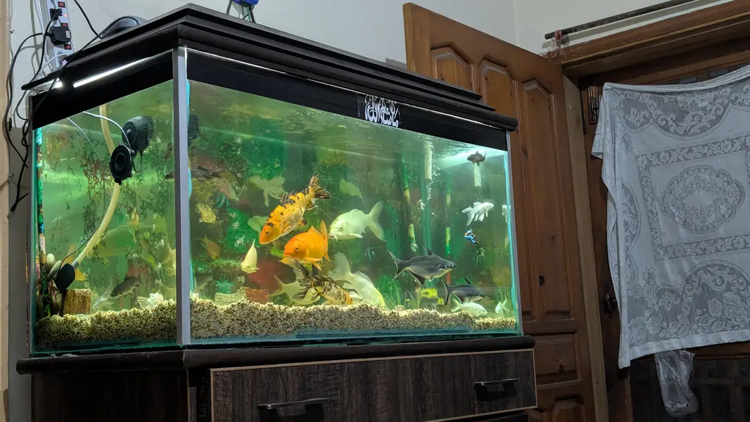 4FT Premium Aquarium Complete Setup without fishes for Sale — photo 2